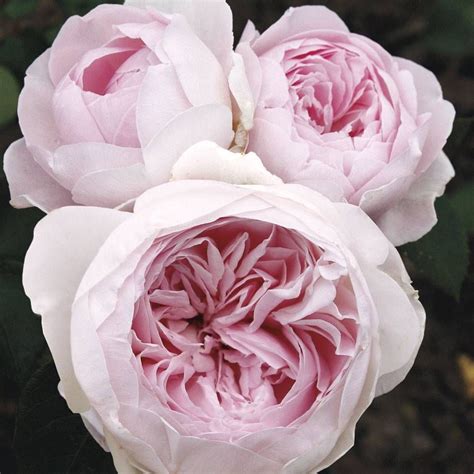 parfuma earth angel rose
